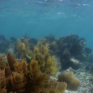 Meet your Posher, Chandni